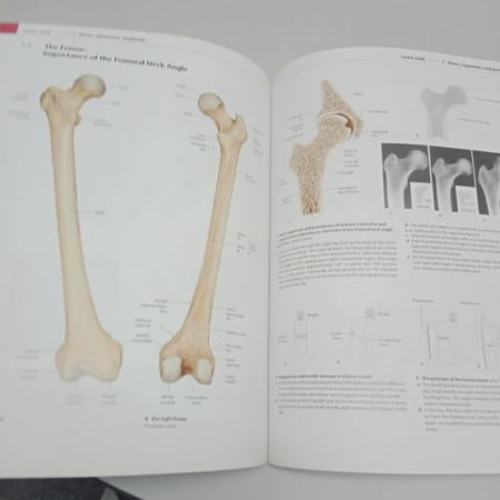 Thieme Atlas of Anatomy: General Anatomy & Musculoskeletal System ...